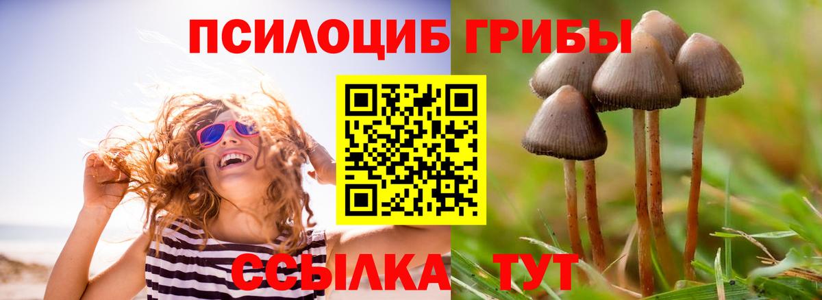 Галлюциногенные грибы Psilocybine cubensis  Вход с VPN  Славгород 